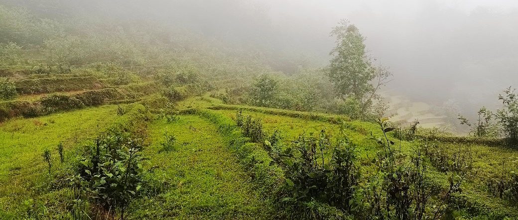 गाउँका खेताबारी बाँझै : तर, कृषिको तथ्यांक ४० वर्षदेखि एउटै !