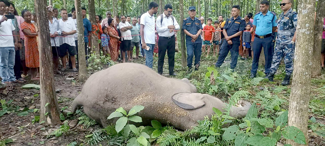 मोरङको बेलबारीमा हात्तीको बच्चा मृत फेला