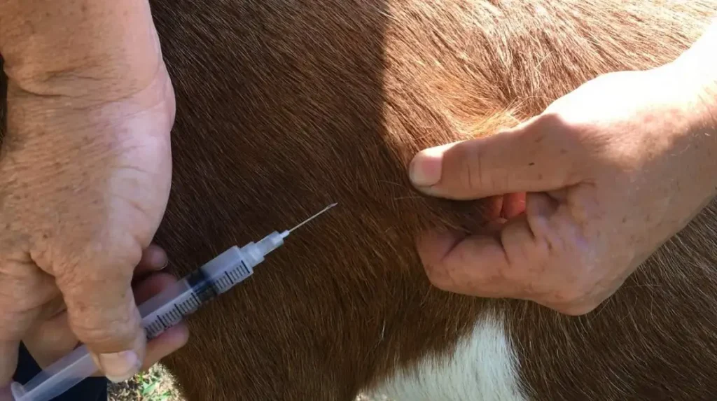 संखुवासभाका ६१ हजार पशुमा लगाइयो खोरेतविरुद्ध खोप