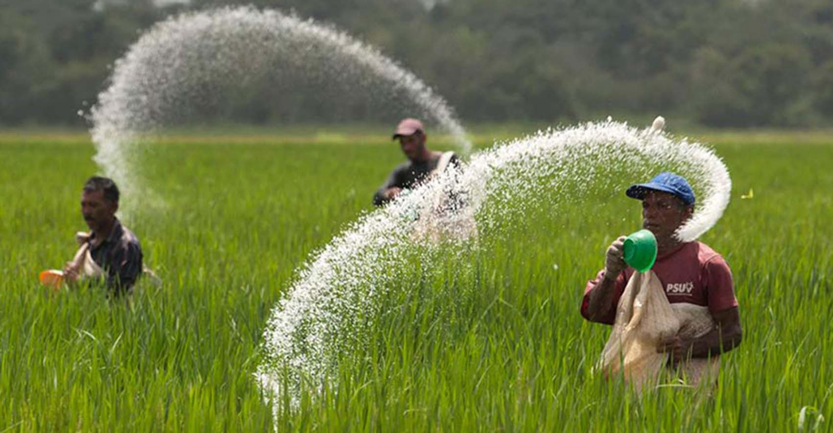 धान खेतीका लागि मलको अभाव नहुने