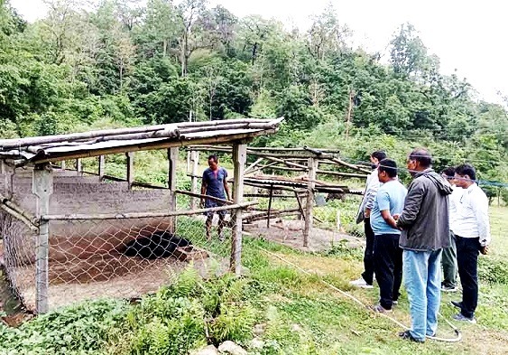 स्वाइन फिभरबाट बराक्षेत्रमा मर्नथाले बंगुर