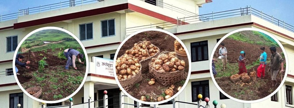 उत्पादनमा प्रोत्साहन गर्दै जन्तेढुंगा गाउँपालिका,आफैंले फलायो ६ हजार किलो आलु