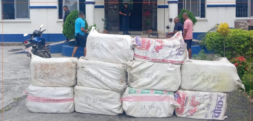 कोशी प्रदेशमा एक वर्षमै २६ टन गाँजा बरामद, १७ लाख बोट उखेलियो