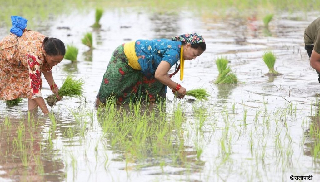 कोशी प्रदेशमा ९७ प्रतिशत धान रोपाइँ