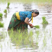 झापामा ७७ प्रतिशत धान रोपाइँ सम्पन्न, गत वर्षभन्दा बृद्धि