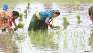 झापामा ७७ प्रतिशत धान रोपाइँ सम्पन्न, गत वर्षभन्दा बृद्धि