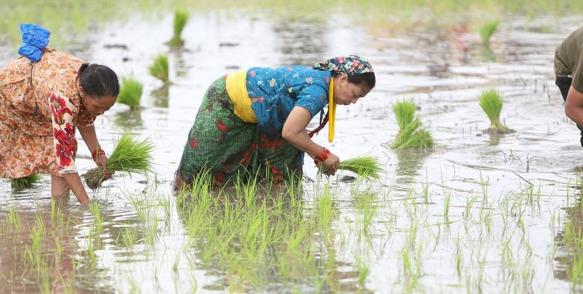 झापामा ७७ प्रतिशत धान रोपाइँ सम्पन्न, गत वर्षभन्दा बृद्धि
