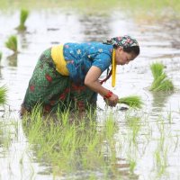 झापामा ७७ प्रतिशत धान रोपाइँ सम्पन्न, गत वर्षभन्दा बृद्धि
