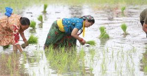 झापामा ७७ प्रतिशत धान रोपाइँ सम्पन्न, गत वर्षभन्दा बृद्धि