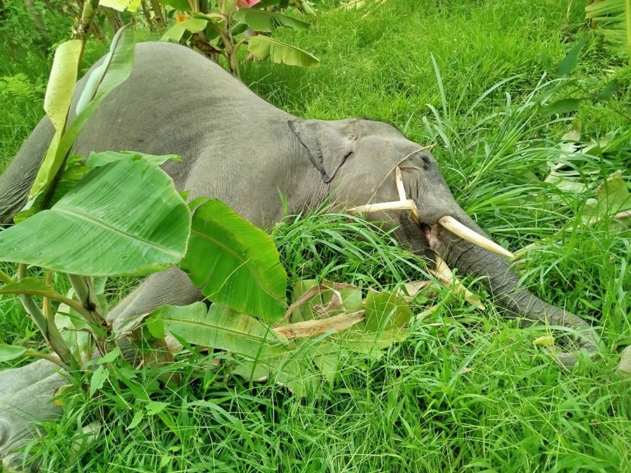 झापामा जङ्गली हात्ती मृत फेला