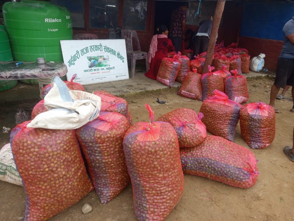 जेनजीको आन्दोलनपछि यातयात ठप्प हुँदा कुहिन थाले कृषकका बारीमा तरकारी