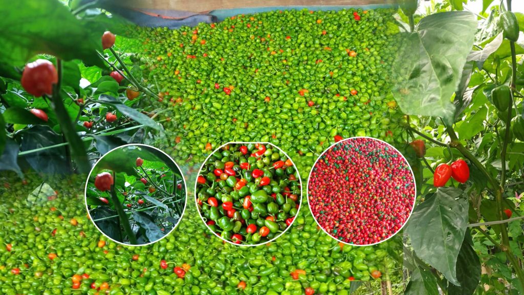 कोशीको खोर्सानीले मूल्य पाएन, लमजुङको खोर्सानीले बजार लिँदै