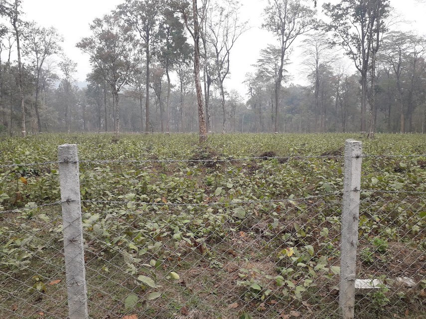 वैज्ञानिक वन व्यवस्थापन जस्तै सम्बर्द्धन निर्देशिका ल्याउँदै कोशी सरकार
