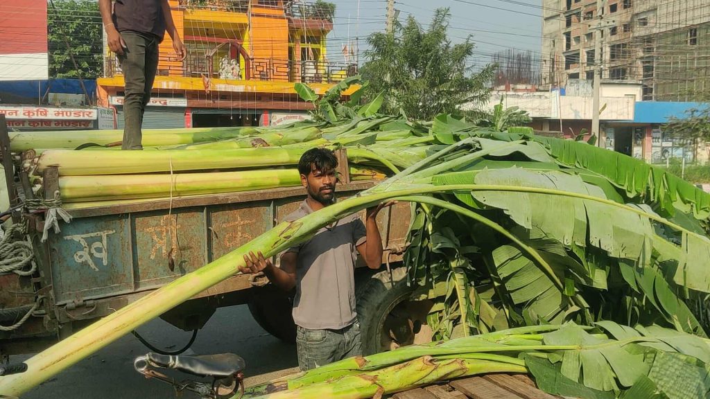 गाउँको केराको बोट : शहरमा आम्दानीको स्रोत