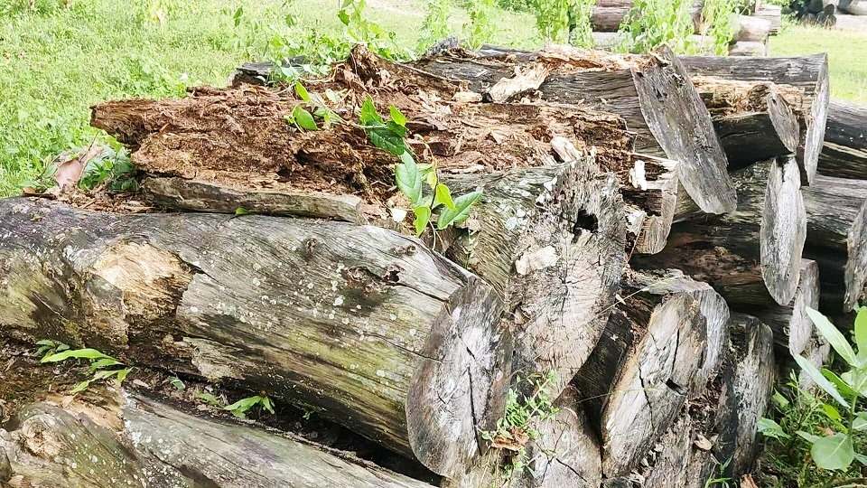 घाटगद्दीमा सड़्दैछ लाखौं मूल्यको काठ