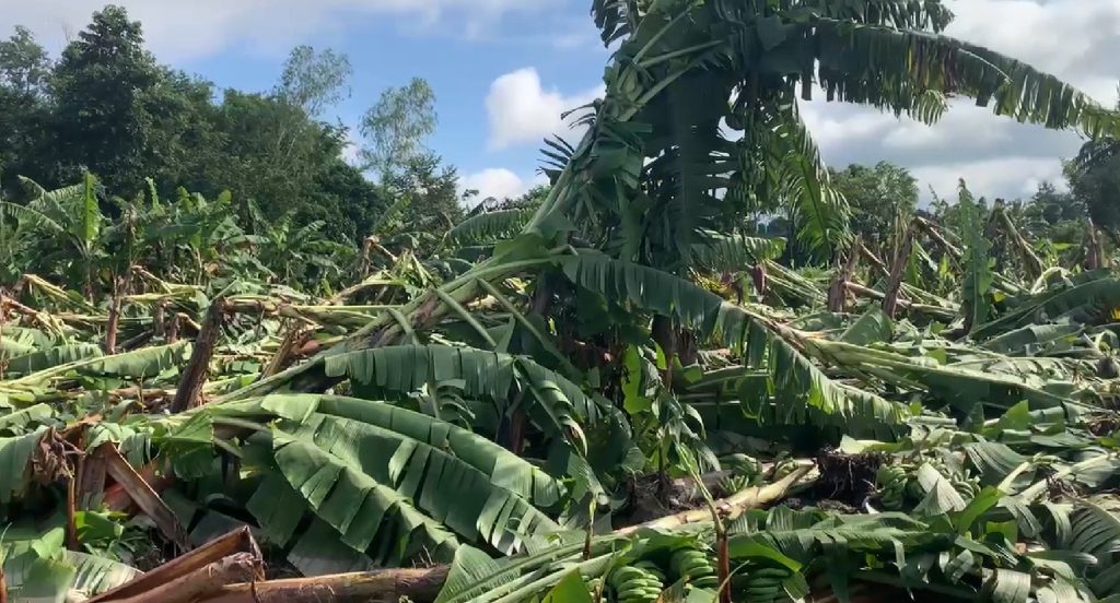 केरा खेतीमा क्षति भएपछि किसानले मागे राहत