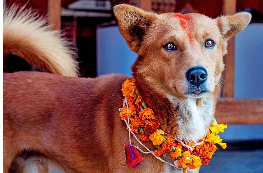 आज कुकुर तिहार र लक्ष्मीपूजा