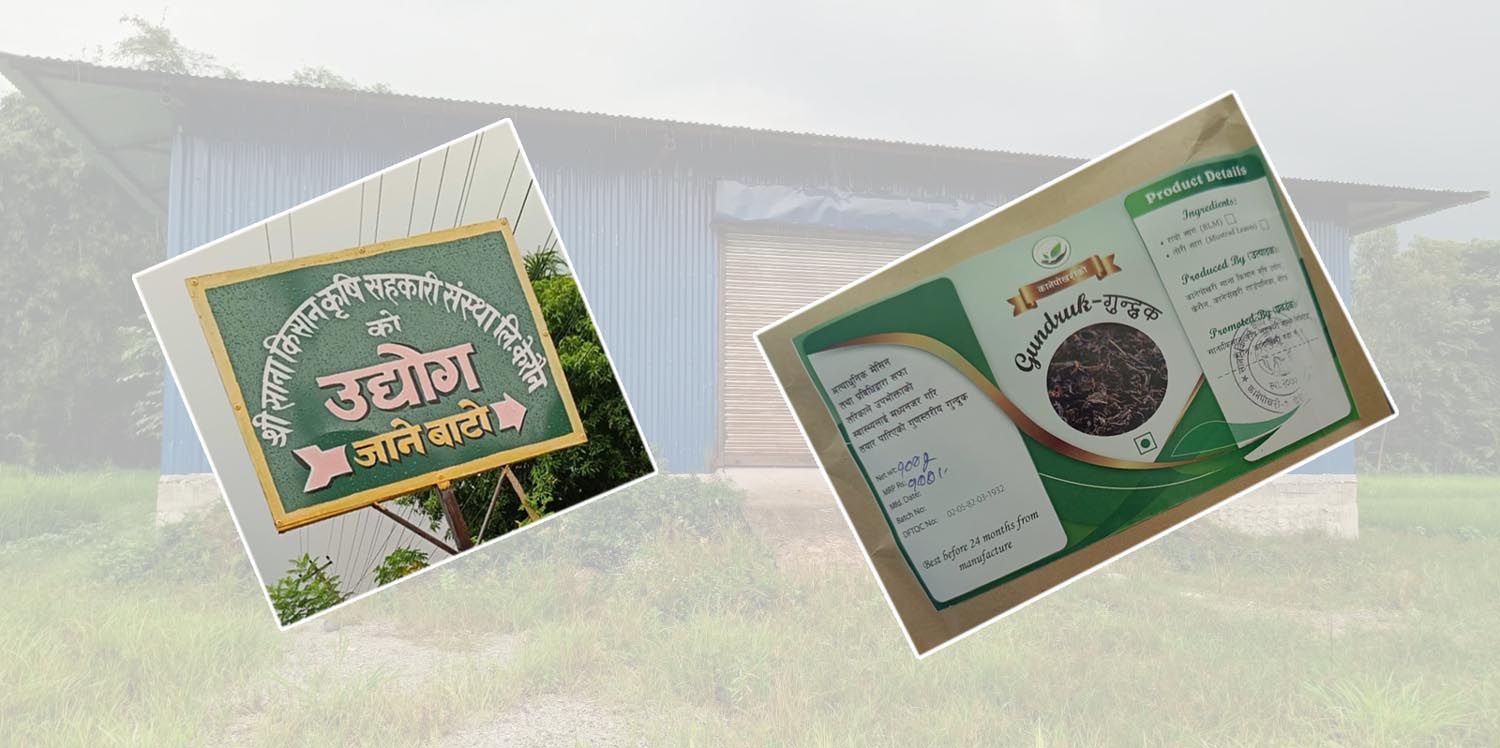 सहकारी सत्कर्म : कानेपोखरीमा गुन्द्रुक बनाउन ६० लाखमा खोलियो उद्योग