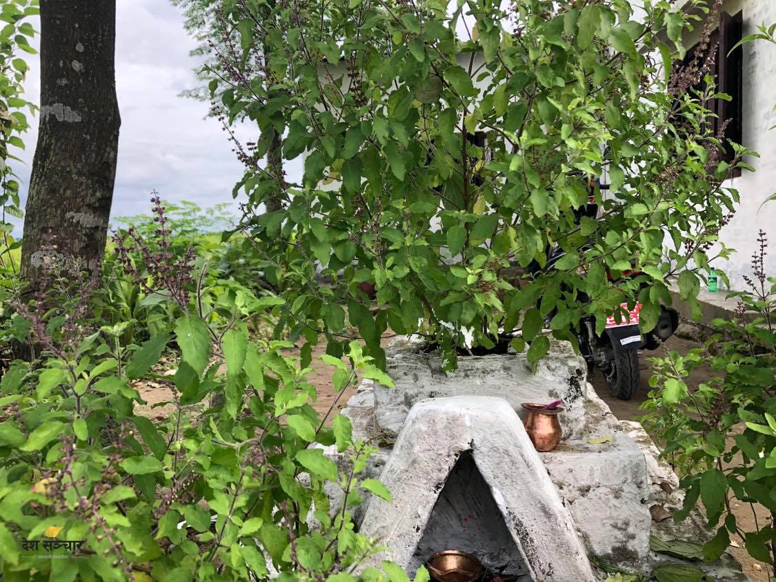 आज हरिबोधनी एकादशीः घरघरमा तुलसीको पूजा गरिदै