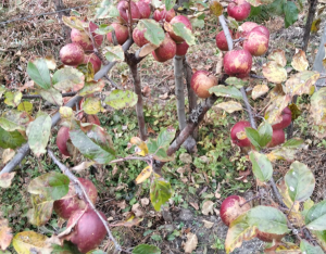 घुन्सामा स्याउखेती परीक्षण सफल