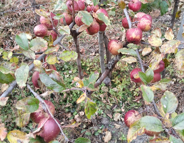 घुन्सामा स्याउखेती परीक्षण सफल