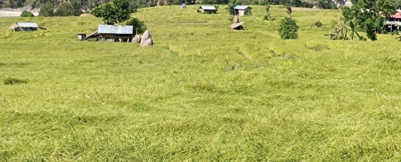 असोज र कात्तिकको वर्षाले किसानलाई ४१ करोड बढिको क्षति