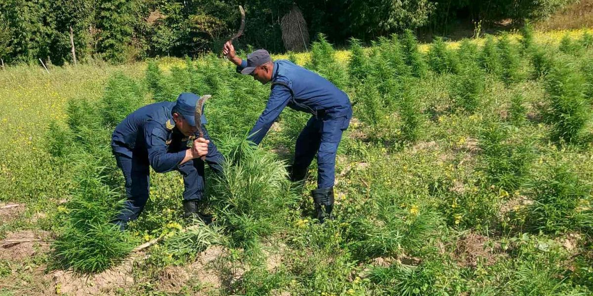 अवैध गाँजाको बोट फडानी गरी नष्ट गर्दै प्रहरी