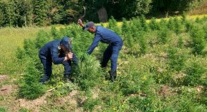 अवैध गाँजाको बोट फडानी गरी नष्ट गर्दै प्रहरी