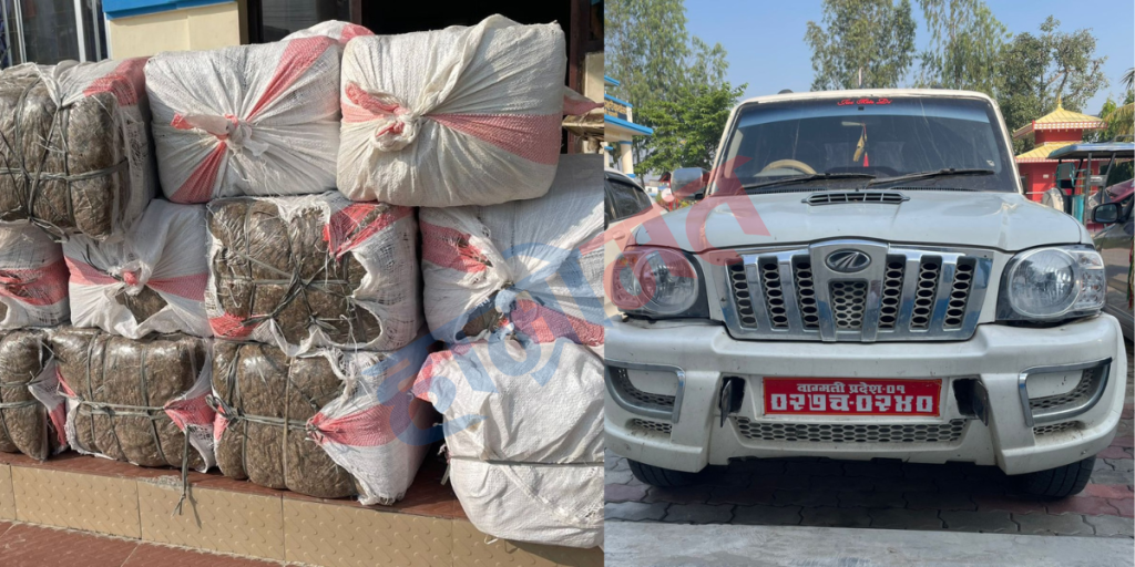 बिराटनगर नजिकै बर्जुबाट अढाई क्विन्टल गाँजा बरामद