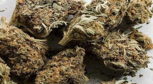 धरानबाट २५ किलो गाँजा बरामद