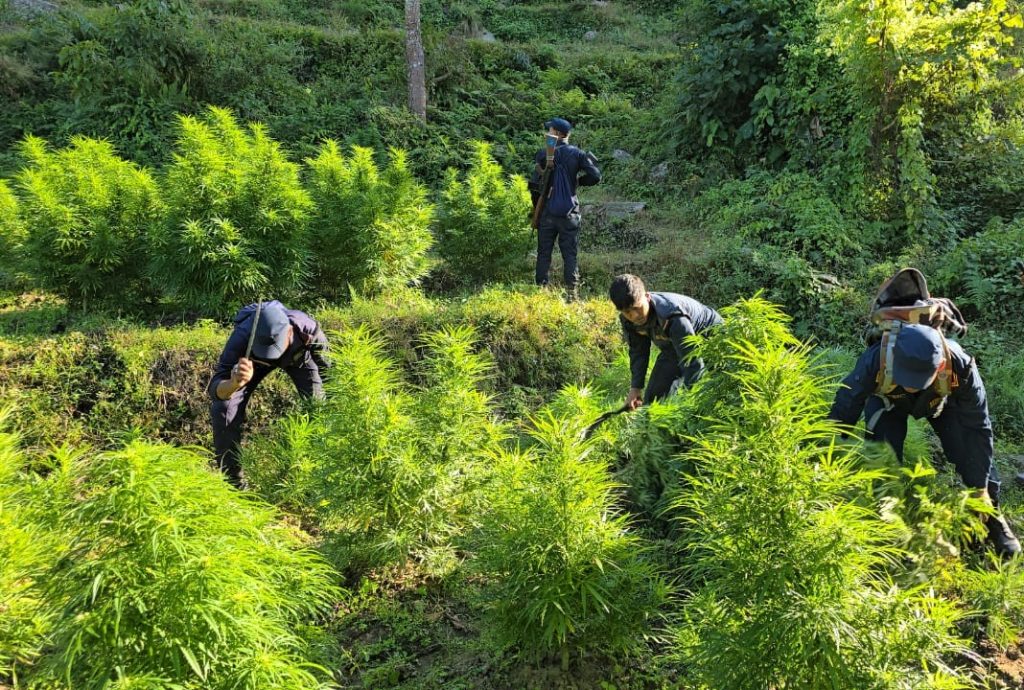 अबैध गाँजाको बोट फडानी गरी नष्ट