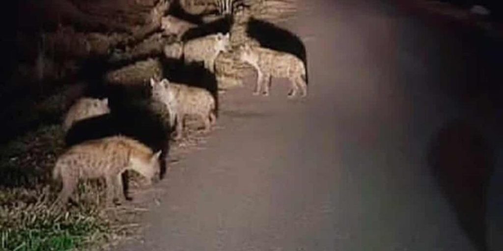 मोरङको रंगेलीमा लोपोन्मुख हाइनाको बथान देखा परेपछि स्थानीय त्रसित