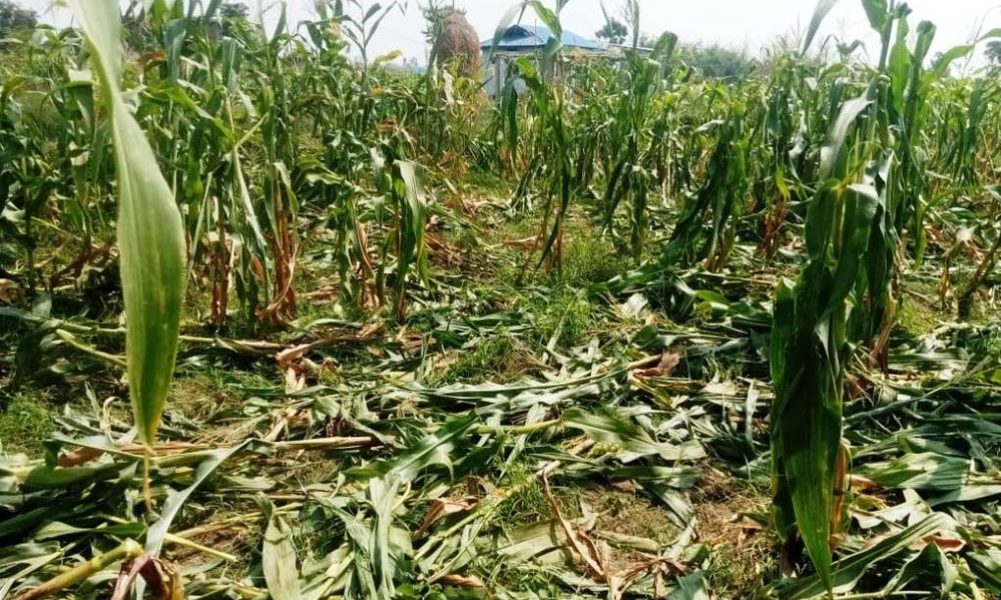 एक वर्ष धाएपछि किसानले पाए ४५ सय क्षतिपूर्ति