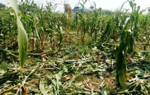 एक वर्ष धाएपछि किसानले पाए ४५ सय क्षतिपूर्ति