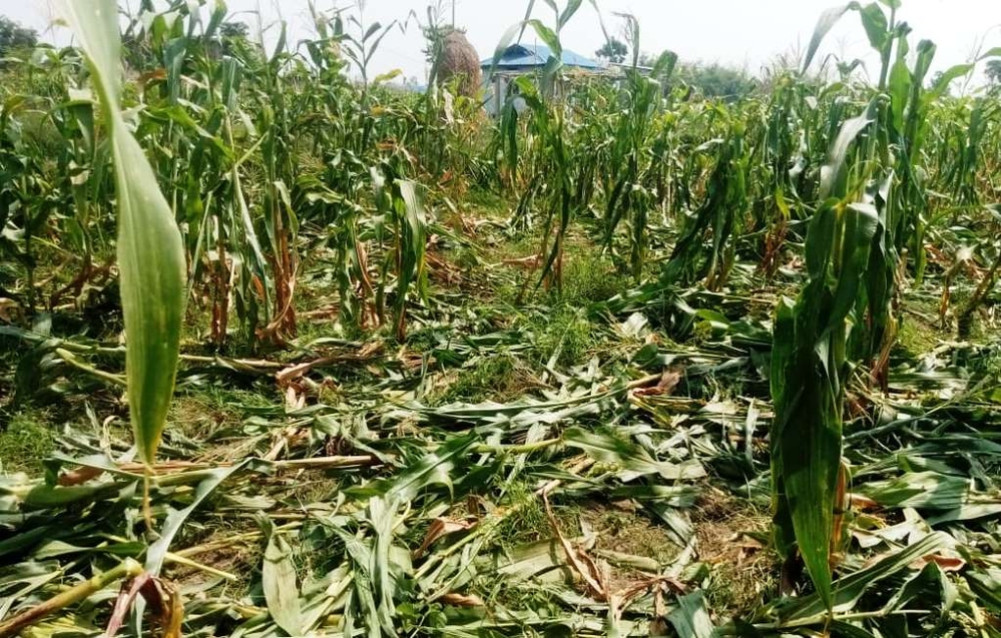 एक वर्ष धाएपछि किसानले पाए ४५ सय क्षतिपूर्ति