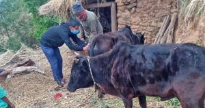 कोशीका पशु चौपायामा खोरेत रोगविरुद्ध खोप अभियान