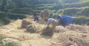 भोजपुरका किसान धान थन्क्याउन व्यस्त