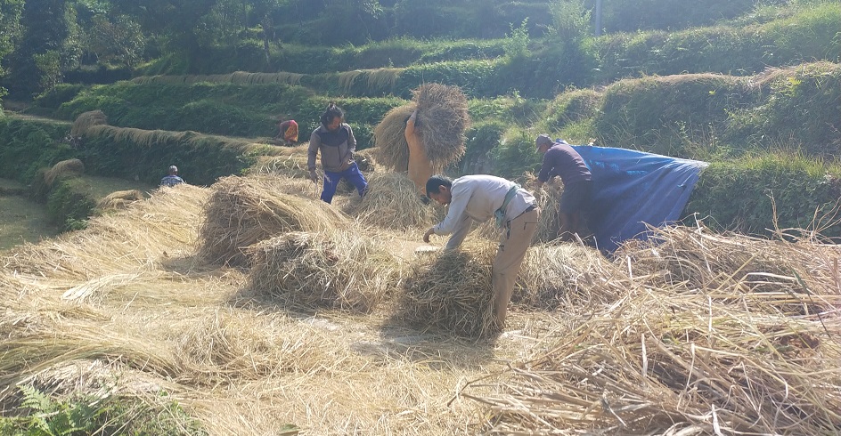 भोजपुरका किसान धान थन्क्याउन व्यस्त