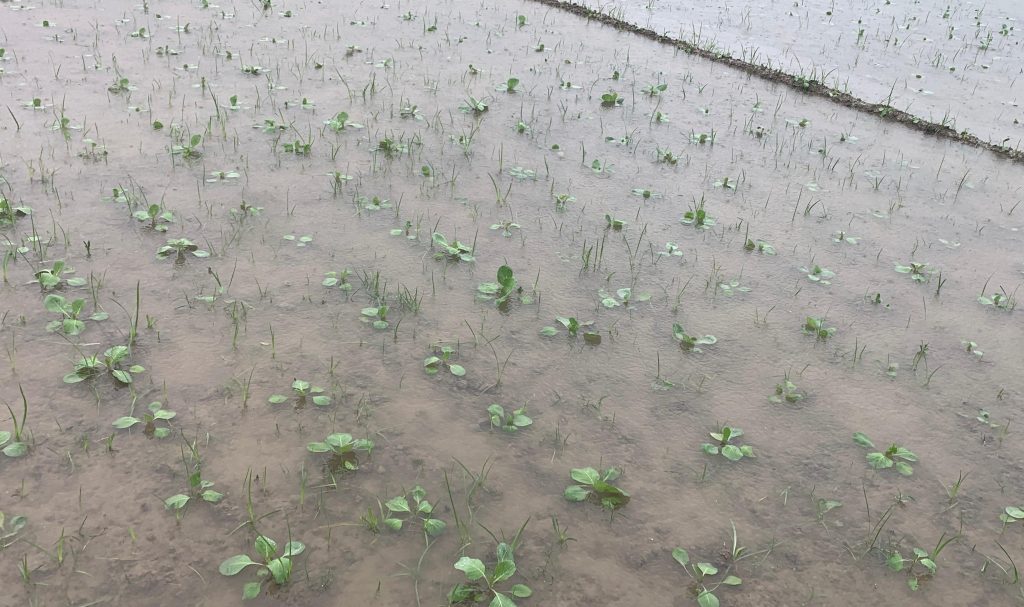 मोन्था चक्रवातको कारण भएको बेमौसमी वर्षाले किसानलाई ठुलो नोक्सानी