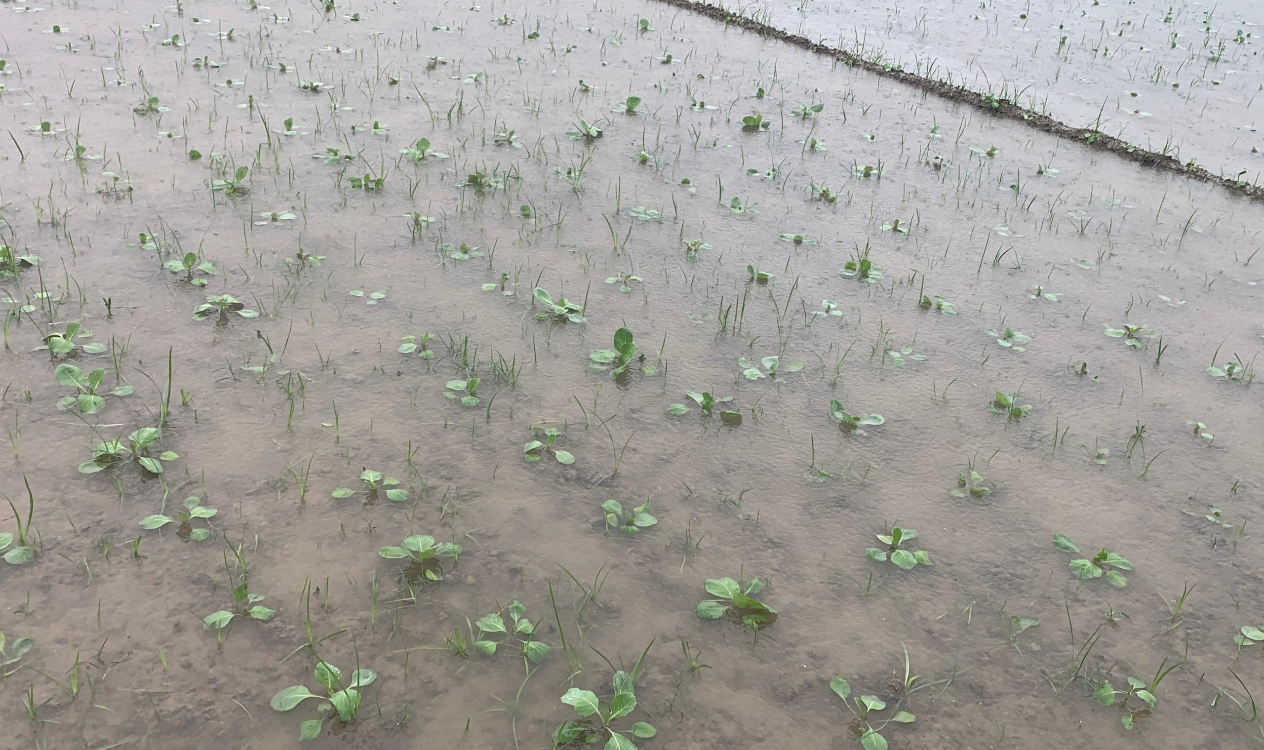 मोन्था चक्रवातको कारण भएको बेमौसमी वर्षाले किसानलाई ठुलो नोक्सानी