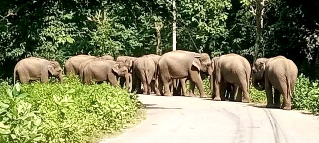 भारतबाट एक सातामा १०० बढी हात्ती बाहुनडाँगी प्रवेश गर्दा त्रासमा स्थानीय