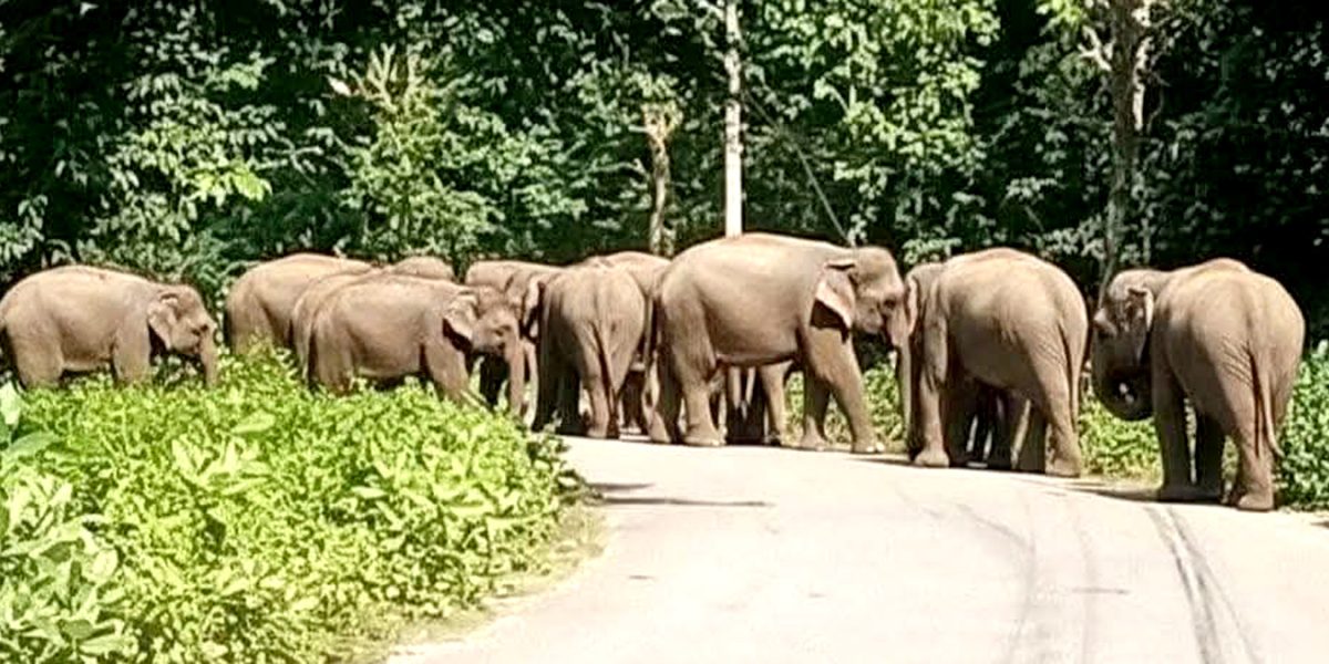 भारतबाट एक सातामा १०० बढी हात्ती बाहुनडाँगी प्रवेश गर्दा त्रासमा स्थानीय