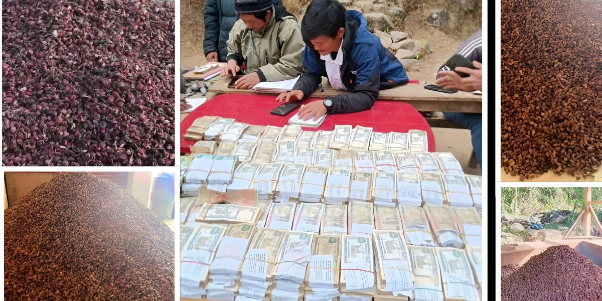 संखुवासभाको गोगने : जहाँ पसिना पैसा बनेर टेबुलमा बर्सिन्छ