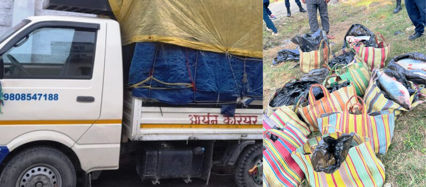 सुरक्षाकर्मीको मिलेमतोमै भारतीय प्रतिबन्धित माछाको तस्करी