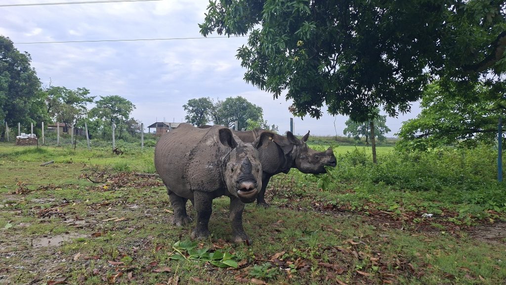 कोशीटप्पुका पुष्पा र अञ्जलीका लागि भाले खोजिँदै