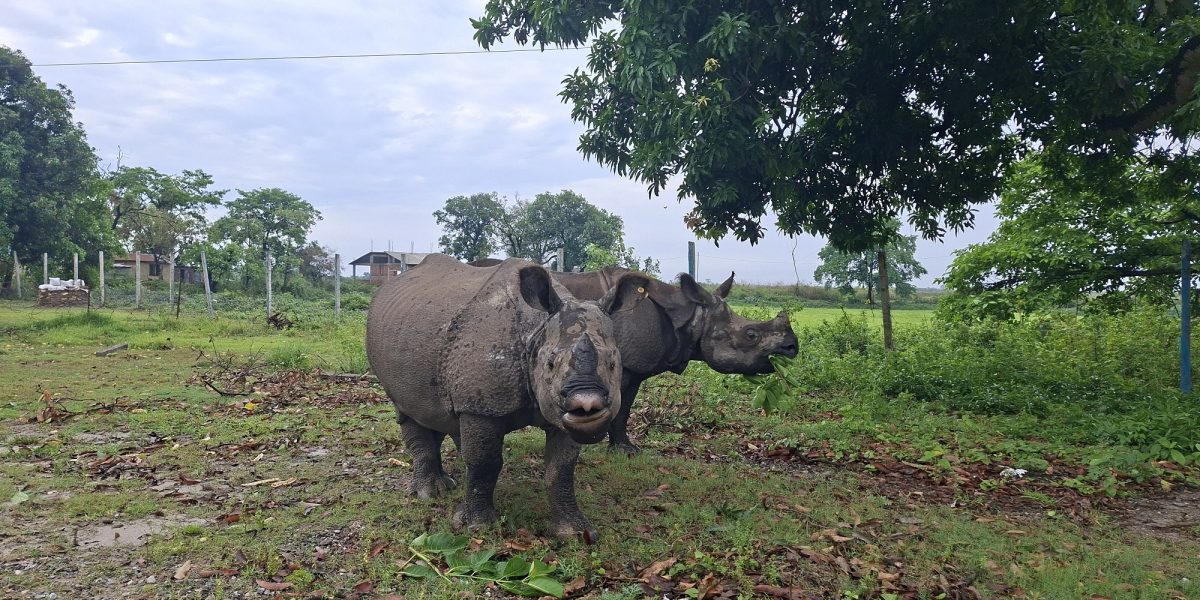 कोशीटप्पुका पुष्पा र अञ्जलीका लागि भाले खोजिँदै