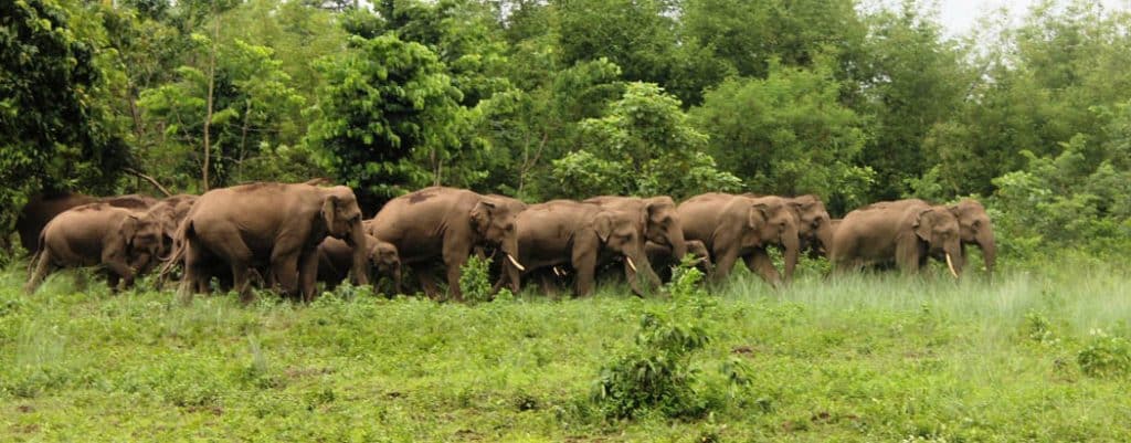 कोशीमा हात्ती नियन्त्रणमा वार्षिक करोडमा खर्च, नागरिकलाई भने अझै राँको र साइरनकै भर !
