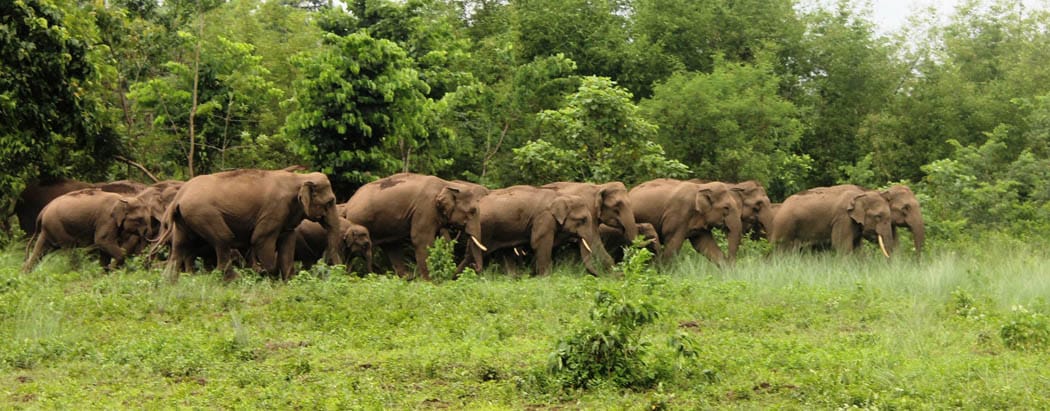 कोशीमा हात्ती नियन्त्रणमा वार्षिक करोडमा खर्च, नागरिकलाई भने अझै राँको र साइरनकै भर !
