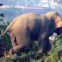 जंगली हात्तीको आक्रमणबाट चितवनमा आमा–छोराको मृत्यु