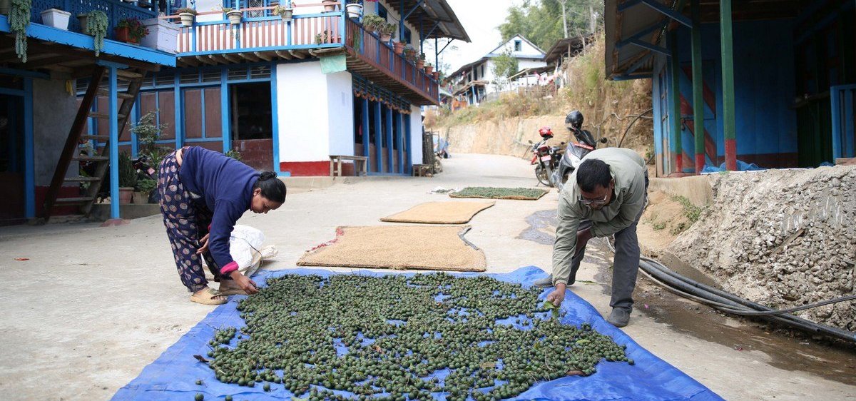 भोजपुर बन्यो रुद्राक्षको हब : वार्षिक अर्बको कारोबार
